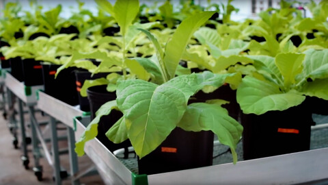 Delivering Medicine Through Lettuce