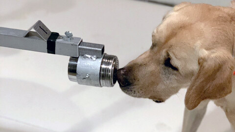 Photo of a dog sniffing electronic equipment as part of the Penn Vet Working Dog Center's research