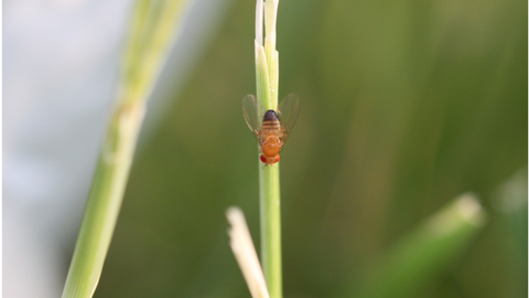 image of a fruit fly on a plant