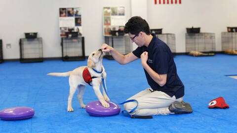 trains dogs to search and rescue, sniff out indicators of disease