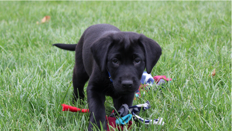 photo of 100th puppy at penn working dog center