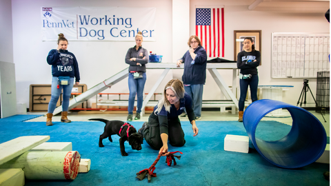 Photo of puppy learning and playing at Penn Vet Working Dog Center