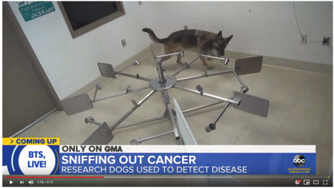 working dog training to detect cancer