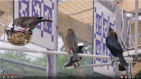 several birds inside the smart aviary