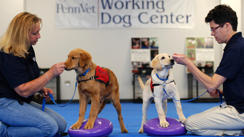Two trainers with their dogs