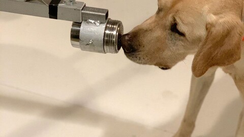 A dog being trained at the Penn Vet Working Dog Center