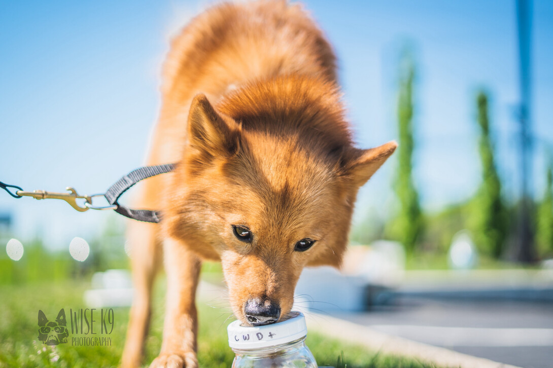 Penn Vet Working Dog  Center Helps Detect Deadly Deer Disease 