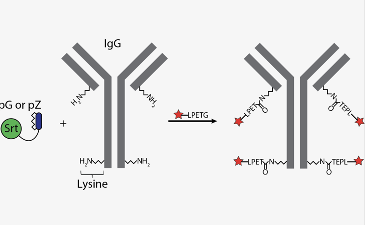 The figure above demonstrates AlphaThera’s proprietary crosslinking method of region-specific attachment of highly potent drugs(