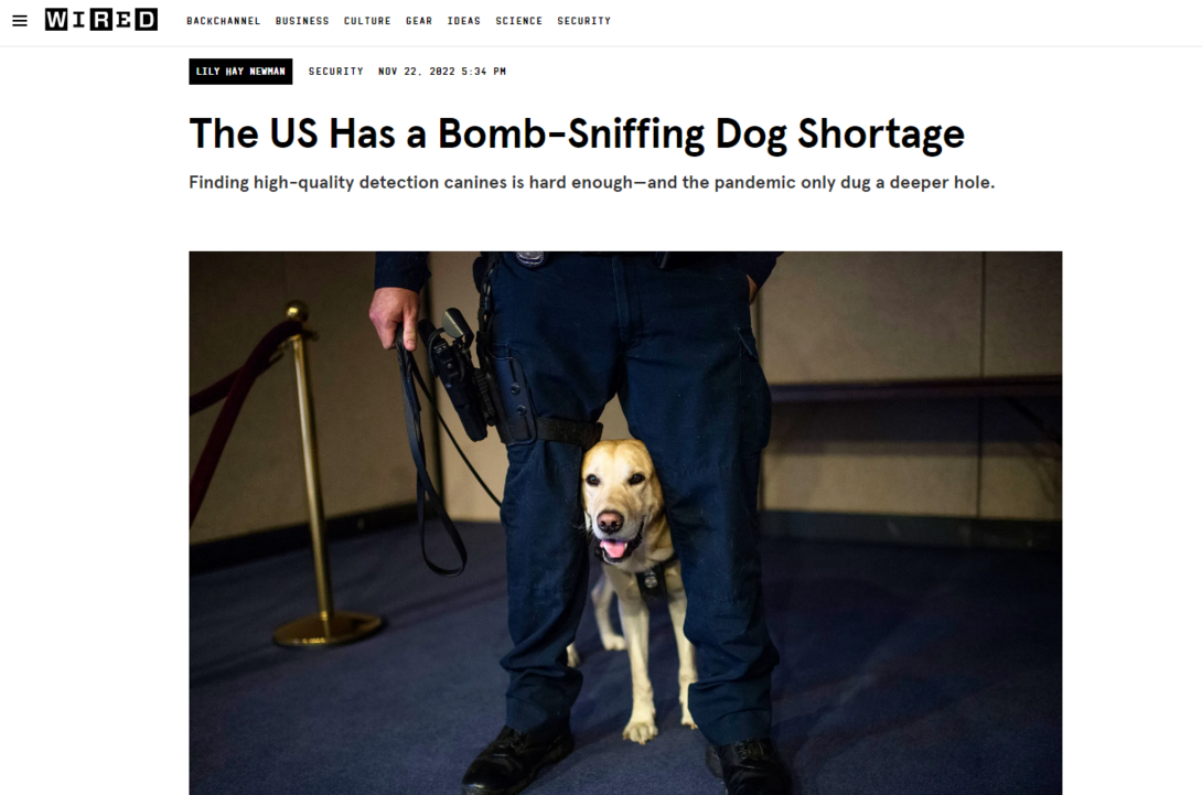 image of yellow laborador working dog standing underneath handlers legs