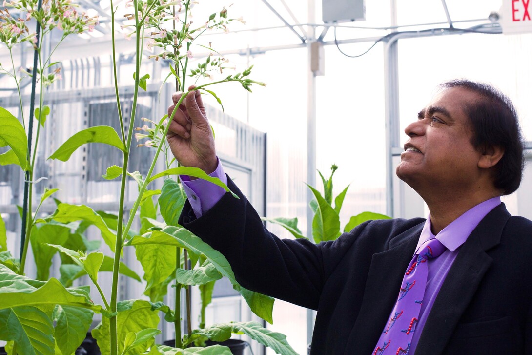 photo of Dr. Daniell touching a plant in the Penn Dental Greenhouse