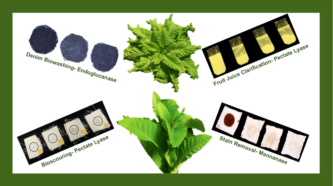 Photo of plant derived enzymes and some of their uses