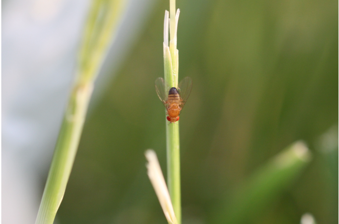 image of a fruit fly on a plant