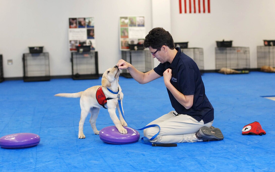 trains dogs to search and rescue, sniff out indicators of disease