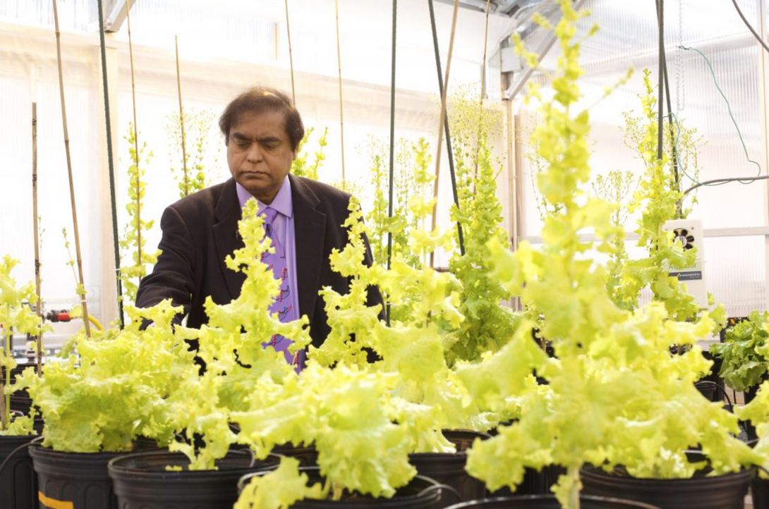 Dr. Henry Daniell in Penn Dental greenhouse @ Pennovation Center