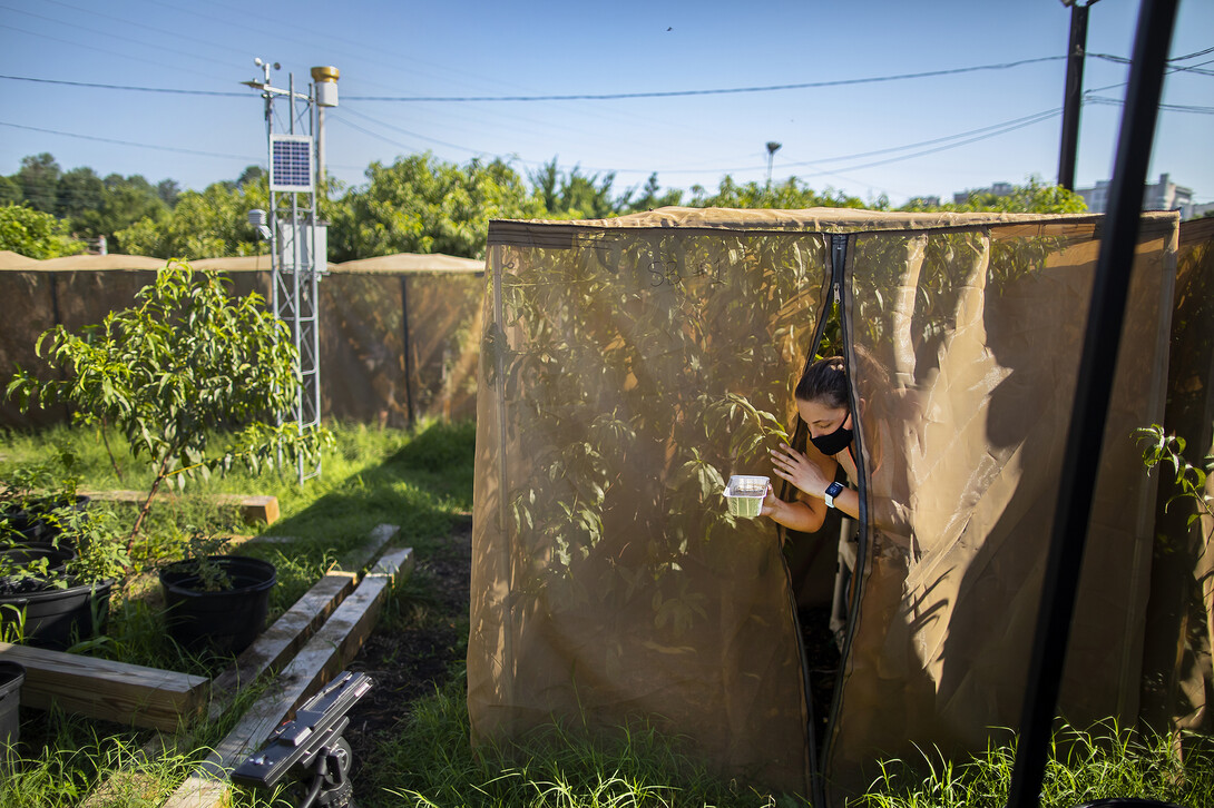 Researchers studied populations of fruit flies in 10 enclosures on the Pennovation Works property.