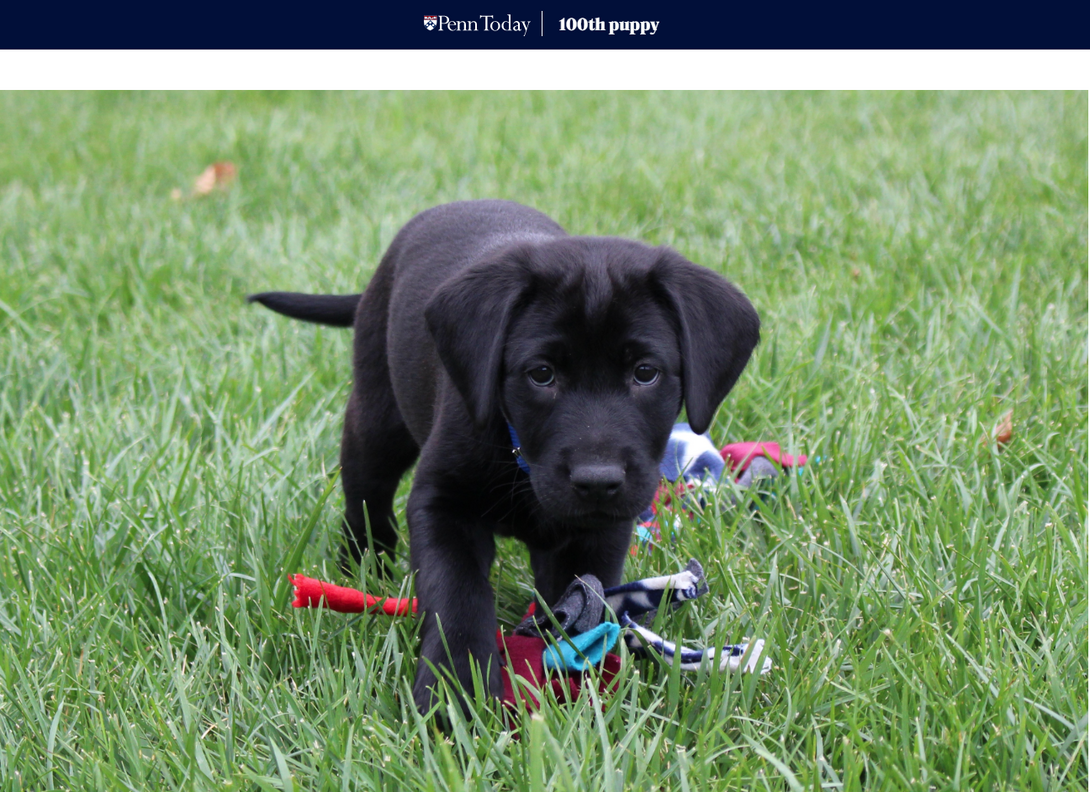 photo of 100th puppy at penn working dog center