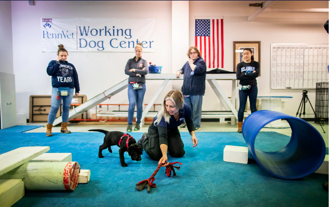 Photo of puppy learning and playing at Penn Vet Working Dog Center