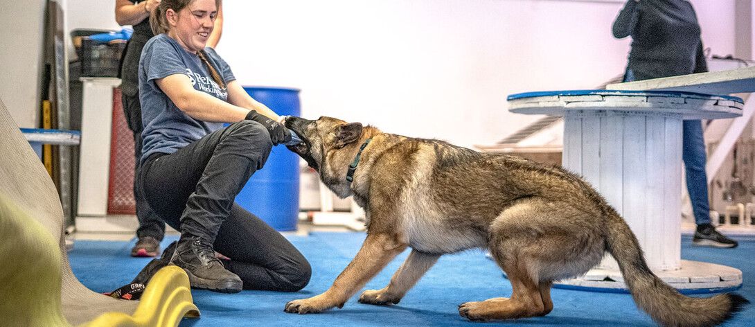 trainer working with dog at the Penn Vet Working Dog Center 