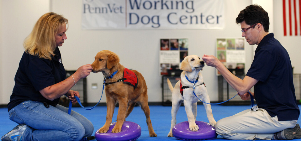 Two trainers with their dogs