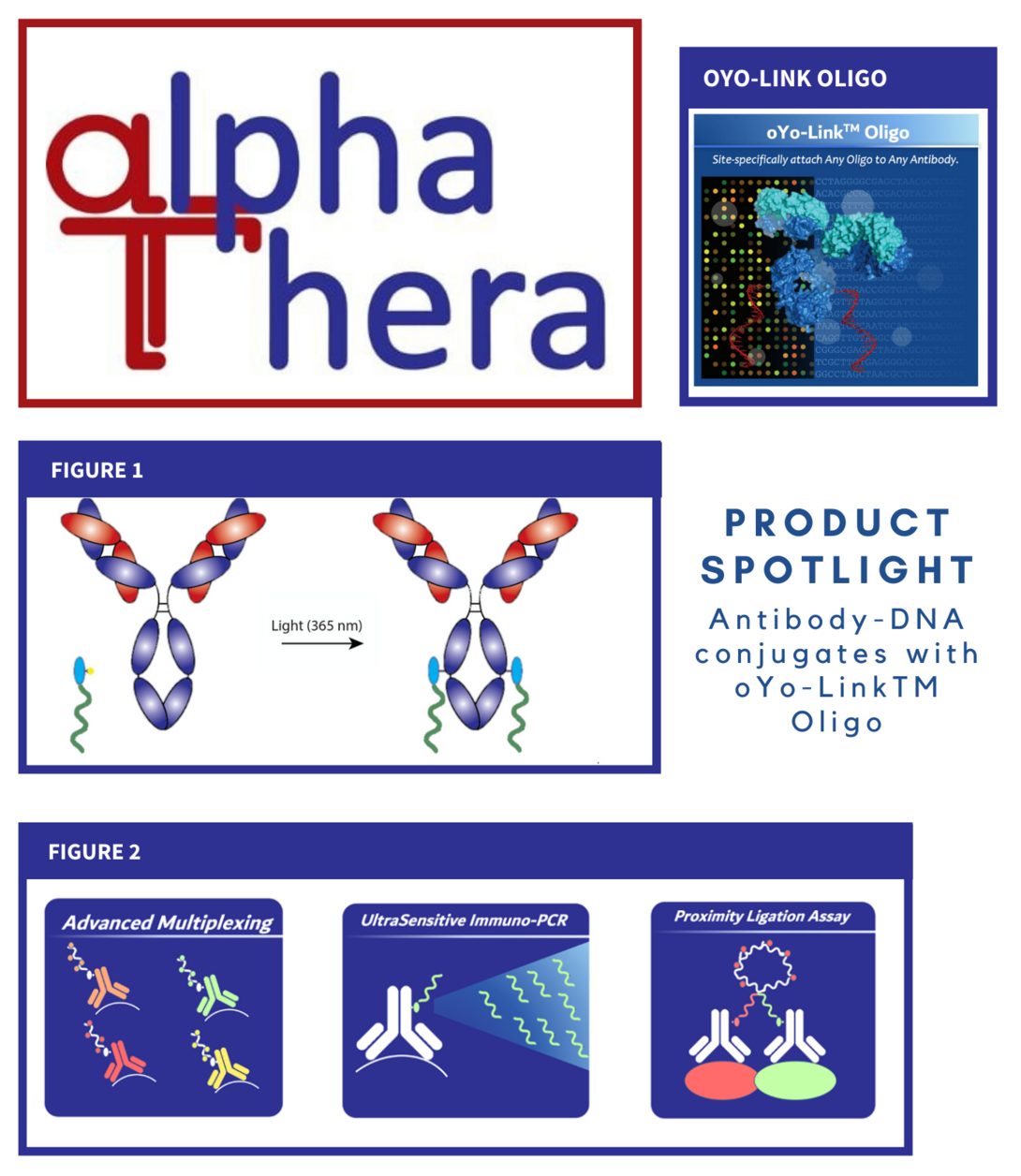AlphaThera Product Spotlight: Antibody-DNA conjugates with oYo-Link™ Oligo