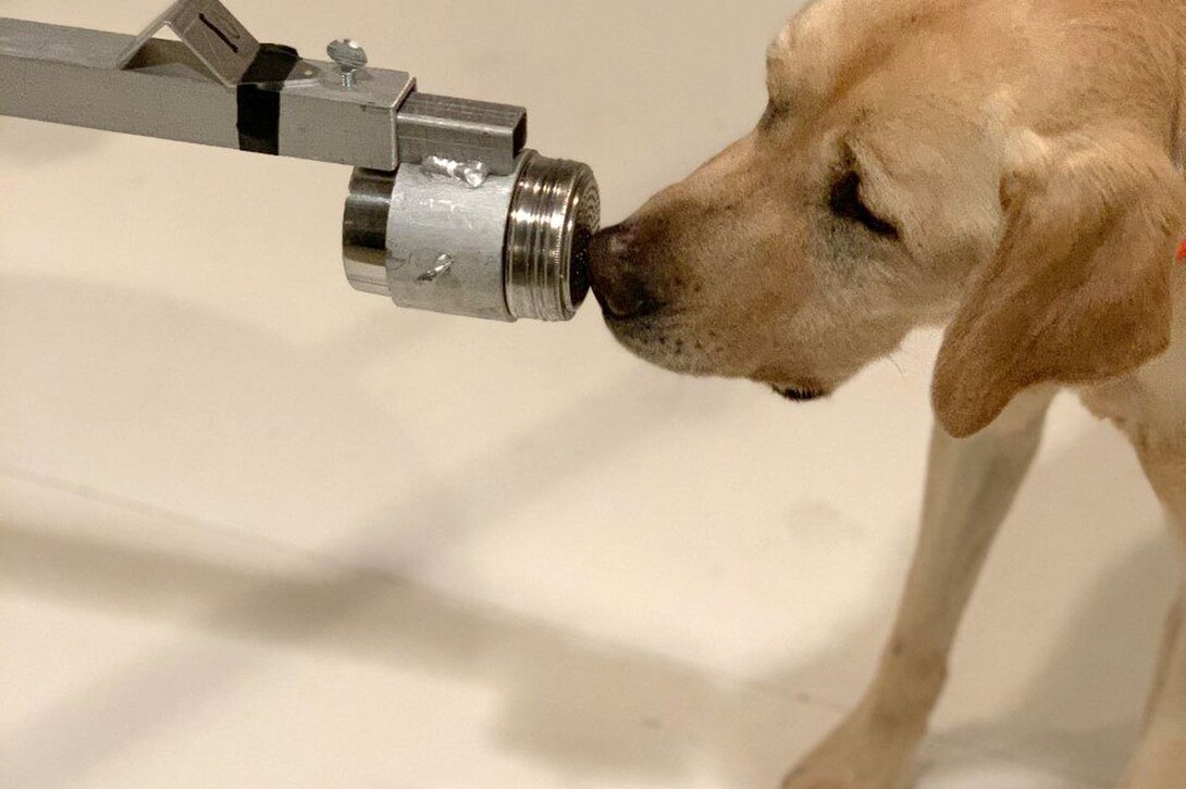 A dog being trained at the Penn Vet Working Dog Center